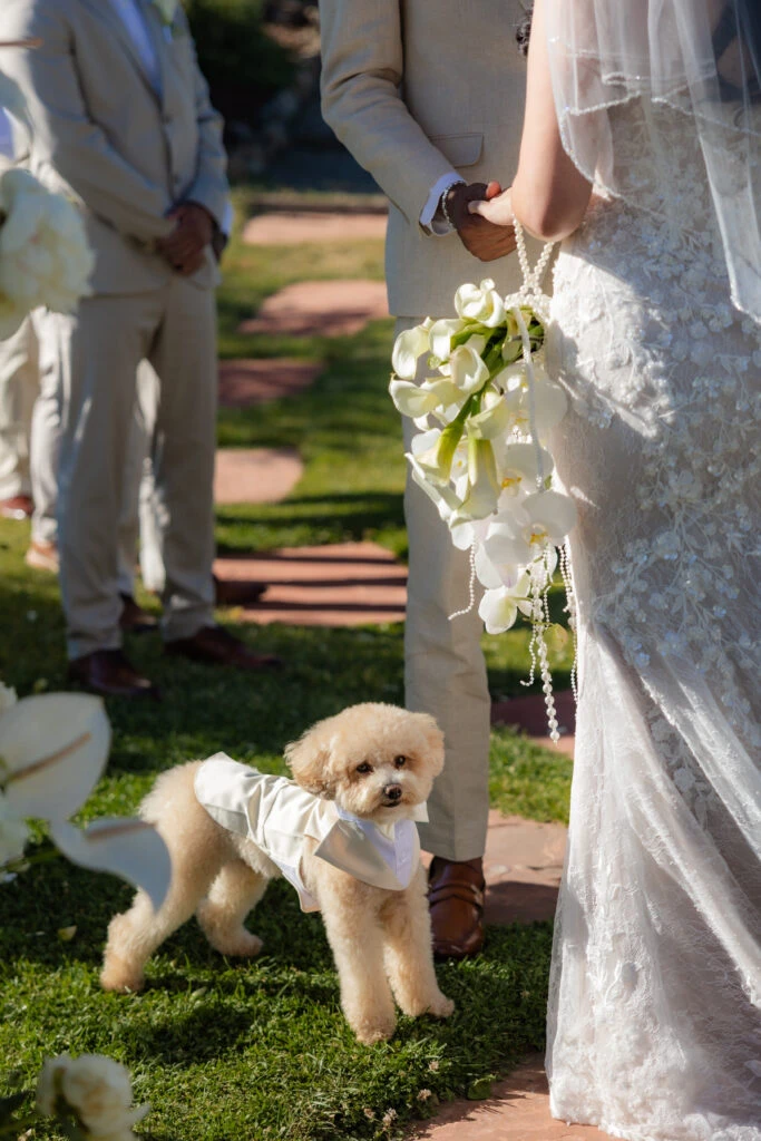 Real bride Perlissa's dog
